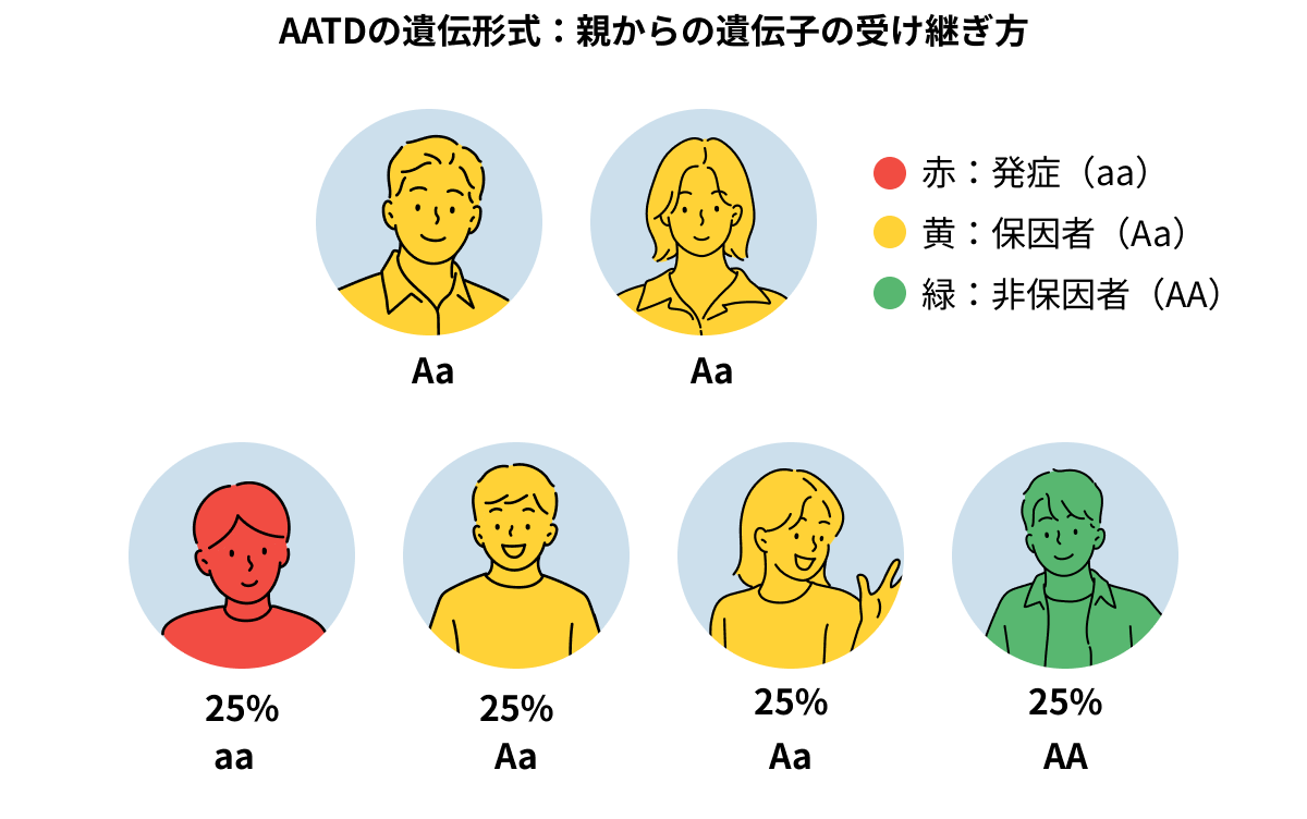 AATDの遺伝形式：親からの遺伝子の受け継ぎ方