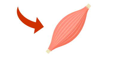 ウイルスが筋肉から神経に侵入するイメージ画像