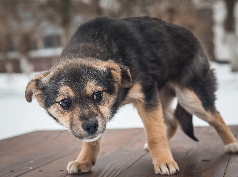 狂犬病の媒介となるイヌのイメージ画像